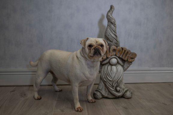 A white dog standing beside a gnome statue holding a sign that says "welcome."