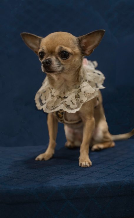 A small Chihuahua wearing a frilly white collar, sitting on a blue surface for a pet portrait studio shoot